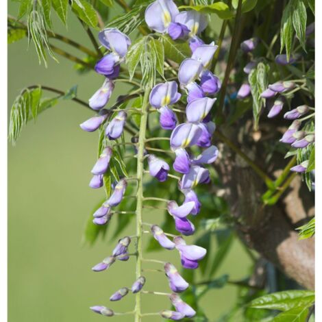 Glycine du Japon floribunda Tiverton/Pot de 1,5L - Bleue