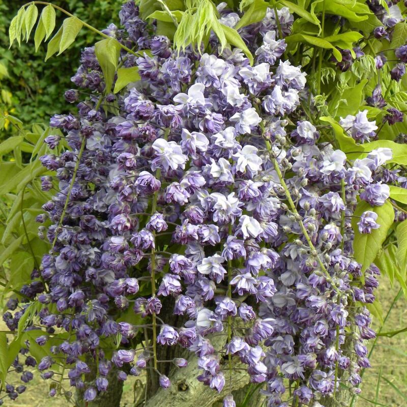 Clematite.net - Glycine du Japon floribunda Violacea Plena/Pot de 3L - Violette