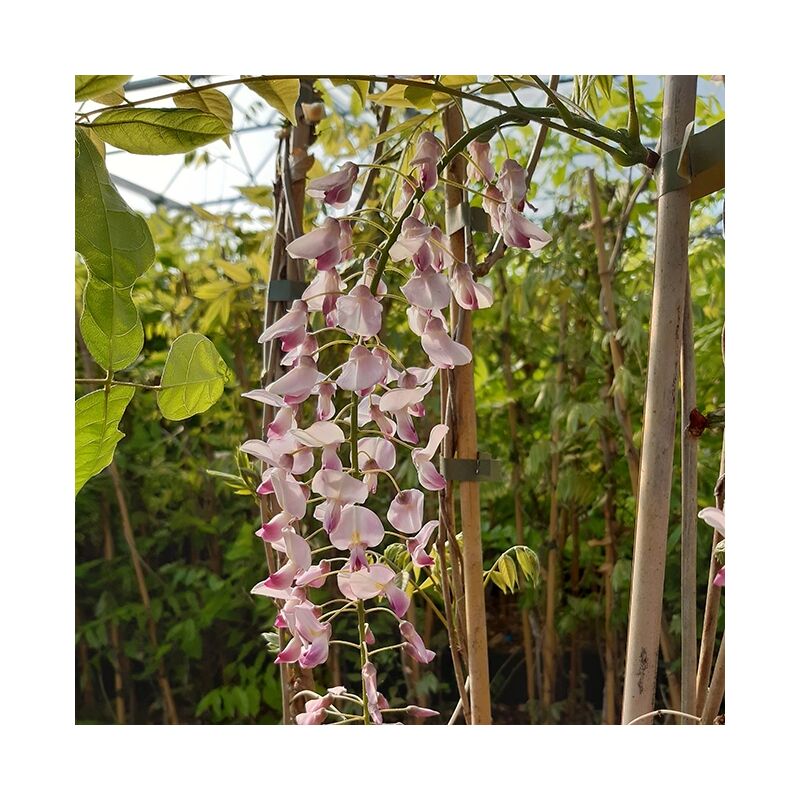 Javoy Plantes - Glycine du Japon 'Honbeni' ('Pink Ice') - wisteria floribunda 3L