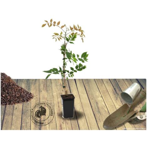 Glycine du Japon Lavender Lace | Pot de 1,5L - Tuteur bambou 30/60 cm