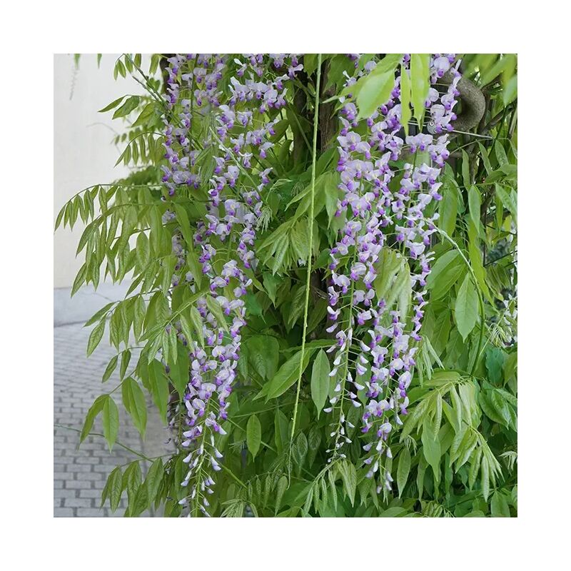 Glycine du Japon 'Macrobotrys' - wisteria floribunda 3L