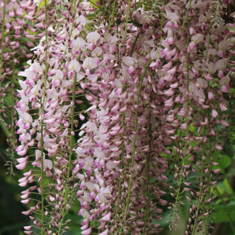 Glycine du Japon Rosea/Godet - 5/10 cm