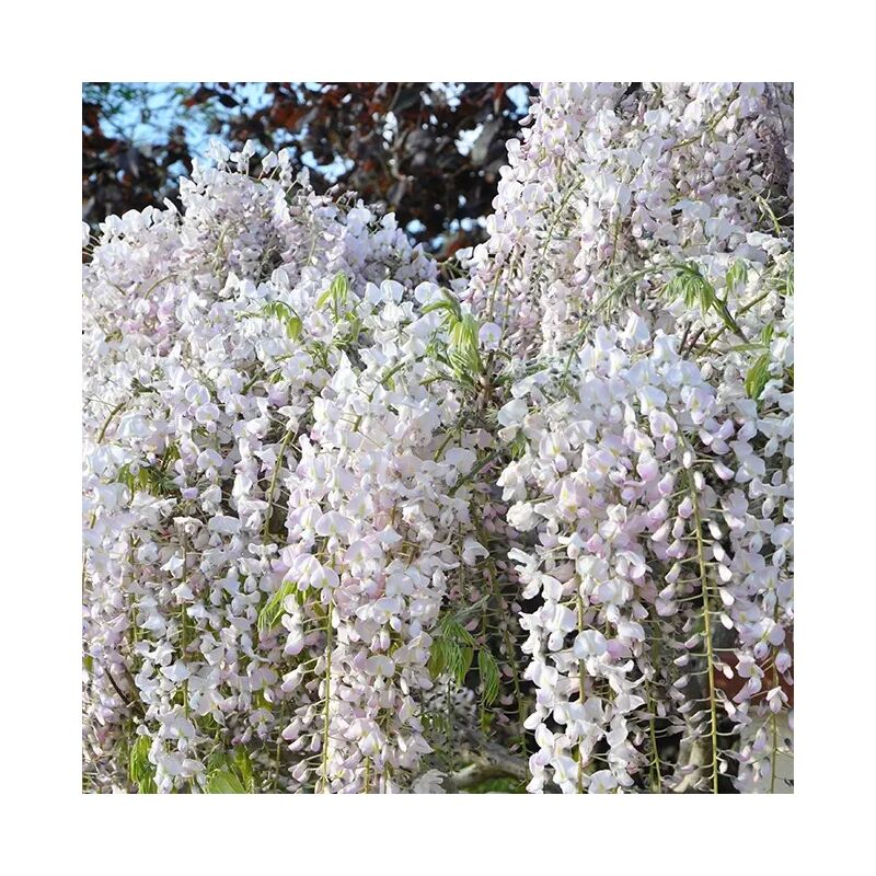 Javoy Plantes - Glycine du Japon 'Rosea' - wisteria floribunda 3L