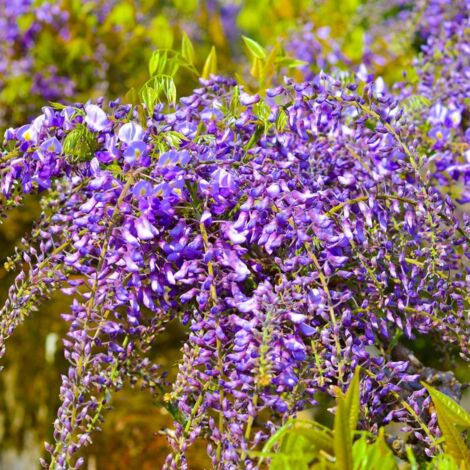 Glycine du Japon 'Violacea Plena'