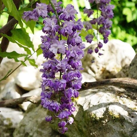 JAVOY PLANTES Glycine du Japon 'Violacea Plena' wisteria floribunda 3L