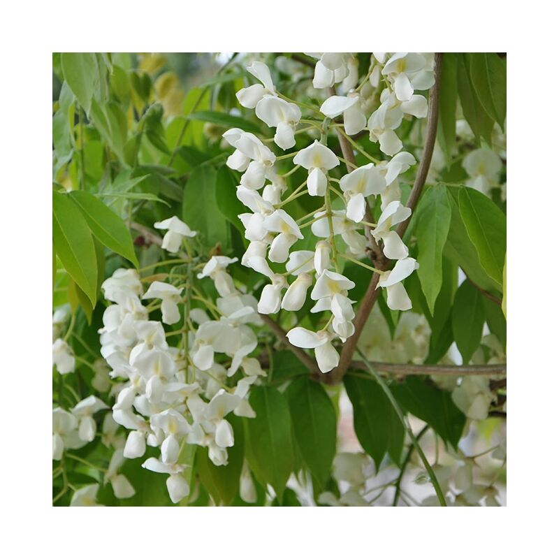 Glycine gracieuse - wisteria venusta 3L