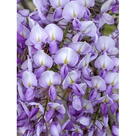 Glycine 'Grande Diva Barbara' Pot de 4L/5L