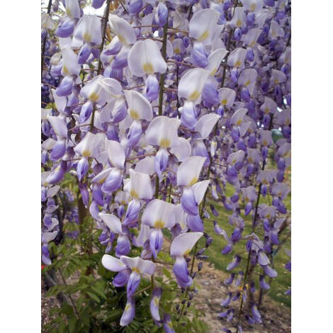 Glycine 'Grande Diva Maria' Pot de 1L/1,5L