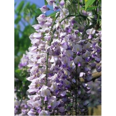 Glycine japonaise 'Domino' Pot de 1,5L/2L