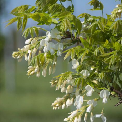 Glycine soyeuse venusta Kapiteyn Fuji