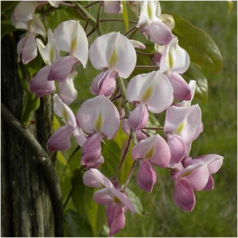 Glycine soyeuse venusta Rosea