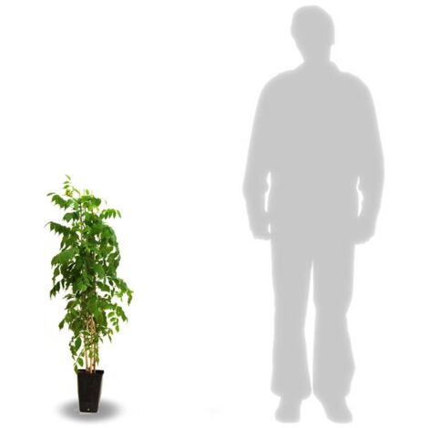 Glycine soyeuse venusta Yokohama Fuji | Pot de 1,5L - Tuteur bambou 30/60 cm