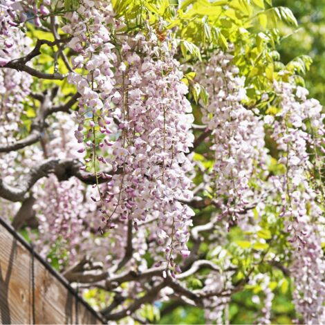 Glycine - Wisteria floribunda Shiro-Noda 70cm