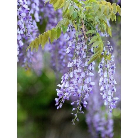 Glycine 'Yokohama Fuji' Pot de 7,5L/10L