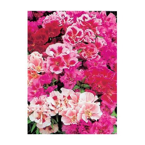 GODETIA GRAND DOUBLE - Graines de fleurs - 1 G
