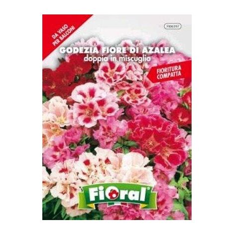 Godezia Fiore di Azalea Doppia in Miscuglio - Fioral