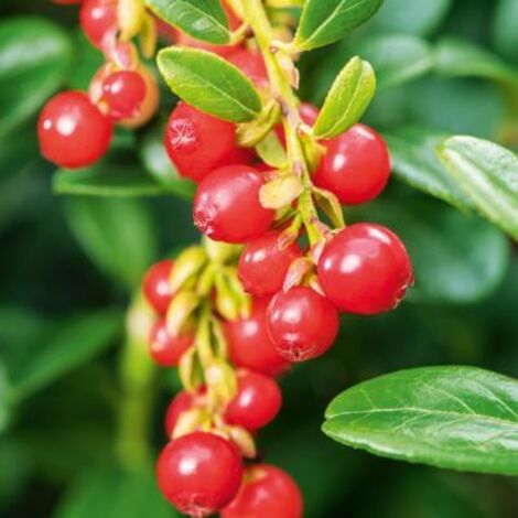 GOJI FRUIT DU BONHEUR