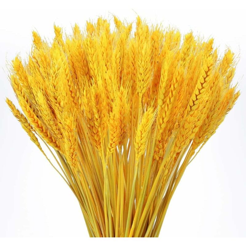 Serbia - Golden - 100 fleurs de blé séchées naturelles Bouquet de fleurs séchées naturelles Bouquet de fleurs séchées de mariage pour la cheminée, la