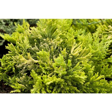 Goldener Teppichwacholder 'Golden Carpet' Juniperus horizontalis 'Golden Carpet' 3L 20-  30