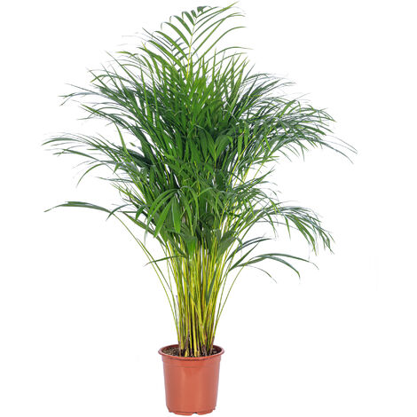 Goldfruchtpalme - Areca Dypsis Lutescens