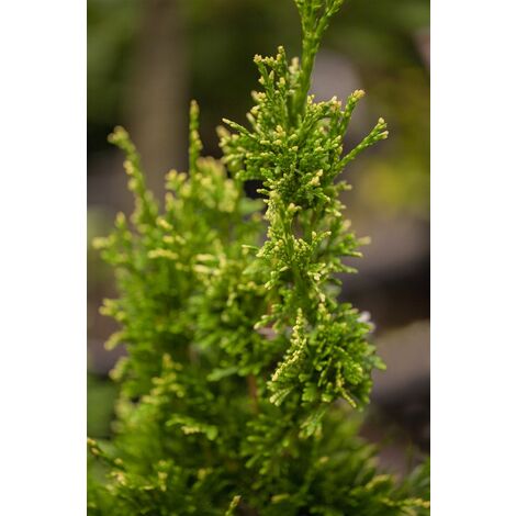 Goldspitzen-Lebensbaum 'Aurescens' Thuja plicata 'Aurescens' C 15 100- 125