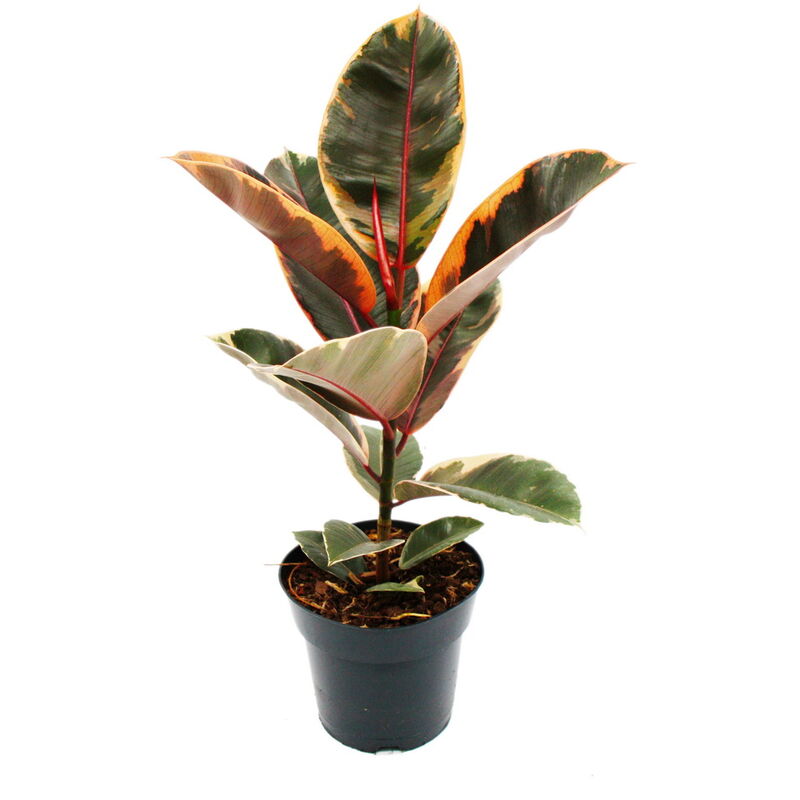 Exotenherz - Gommier rouge-coloré - Ficus elastica Belize - Pot de 17cm
