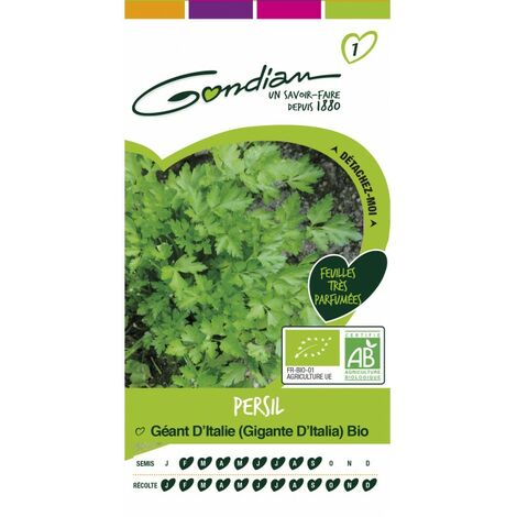 Gondian - persil geant d'Italie bio