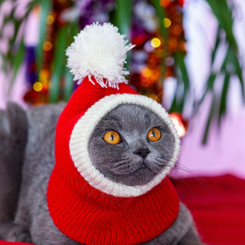 

Gorro de Navidad para perro - Divertido gorro de ganchillo para perro, cálido, rojo, de invierno, para perro, gorro de punto, gorro para gato, para