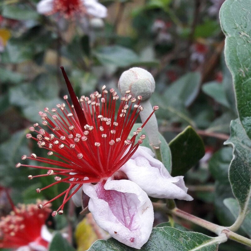 Goyavier du Brésil/Pot de 7,5L