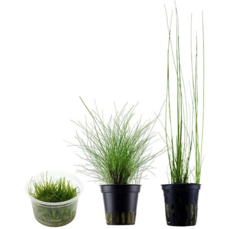 Gräser Set mit 3 Gras Pflanzen Aquariumpflanzen Set Nr.130