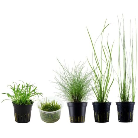Gräser Set mit 5 Gras Pflanzen Aquariumpflanzen Set Nr.129