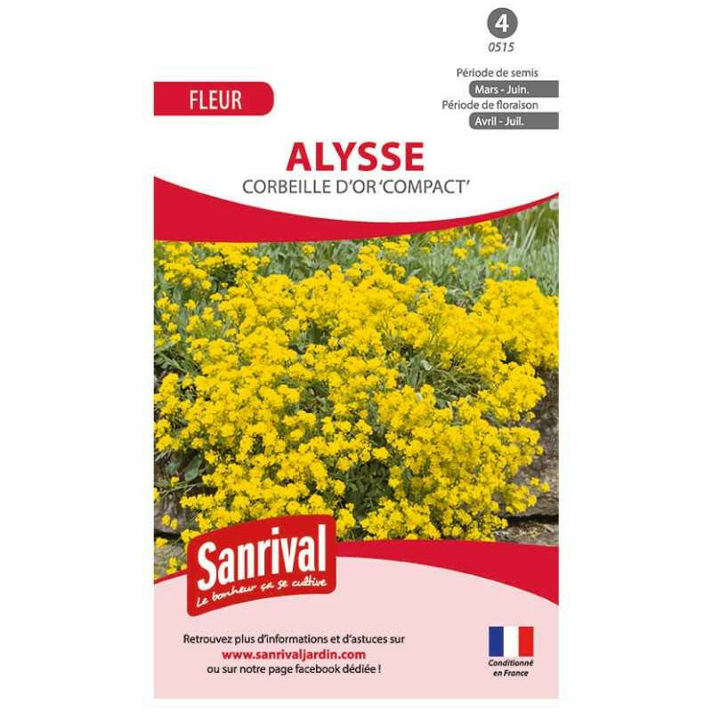Sanrival - Graines Alysse Corbeille d'Or