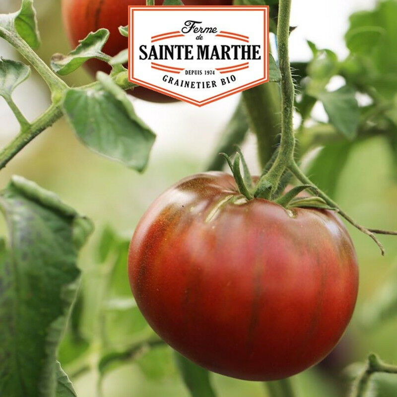 Tomate Noire de Crimée - 50 graines - La ferme Sainte Marthe