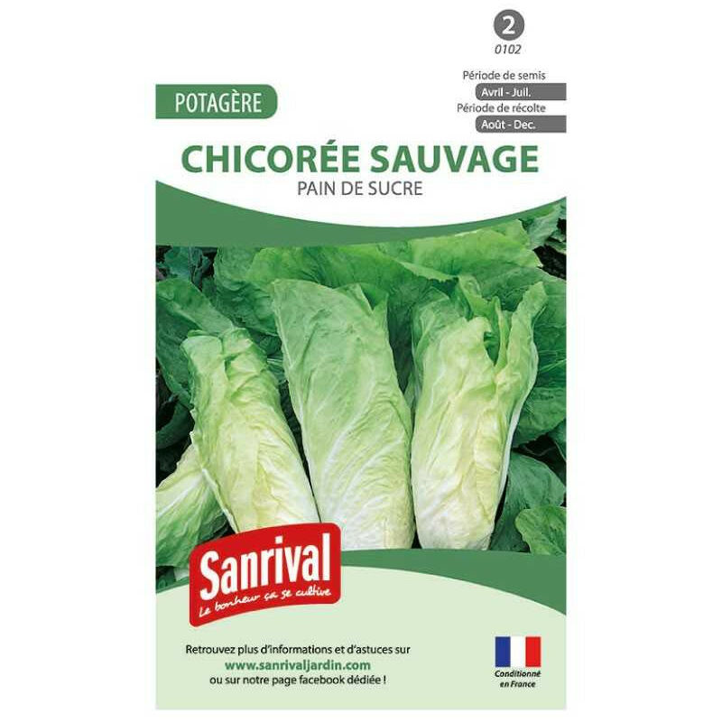 Sanrival - Graines Chicorée Sauvage Pain de Sucre