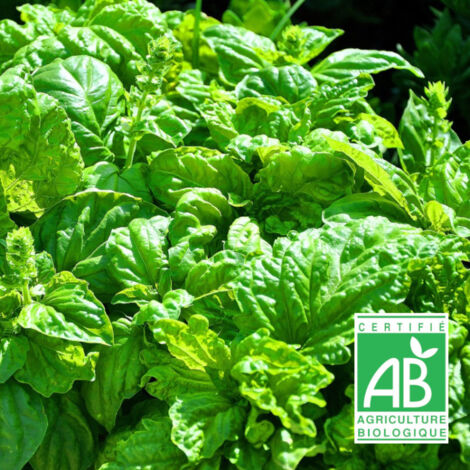 Graines de Basilic Genovese - Sans traitement - Vilmorin/Sachet