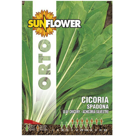 Graines de chicorée Spadona Tournesol