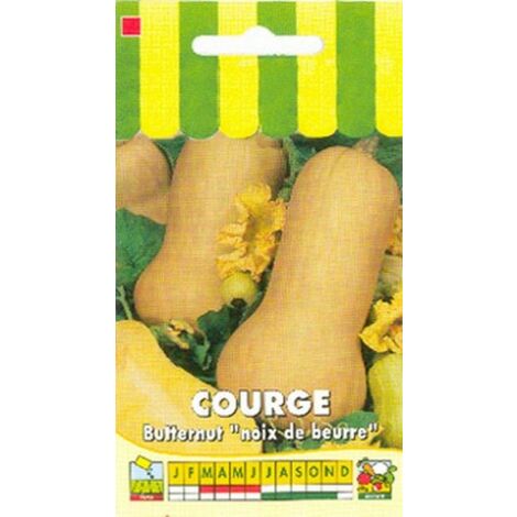 Graines de courge Butternut non hybrides – Semis dès mars – Environ 36 graines – Pour sol frais et bien fumé – Graines Bocquet