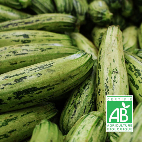 Graines de Courgette Greyzini HF1 - Sans traitement - Vilmorin/Sachet