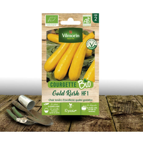 Graines de Courgette jaune Gold Rush BIO
