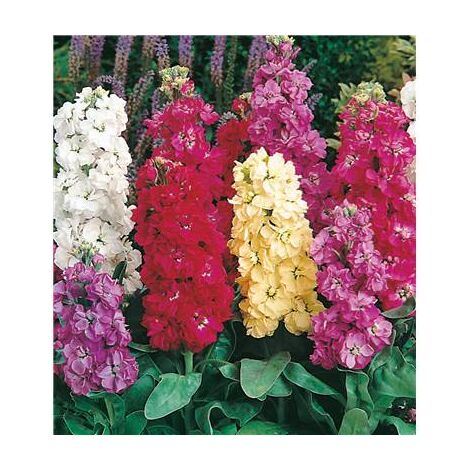 Graines de fleurs giroflée quarantaine – Variété à grosses fleurs odorantes – Floraison de juin à septembre – Semis en avril-mai – Fabre Graines
