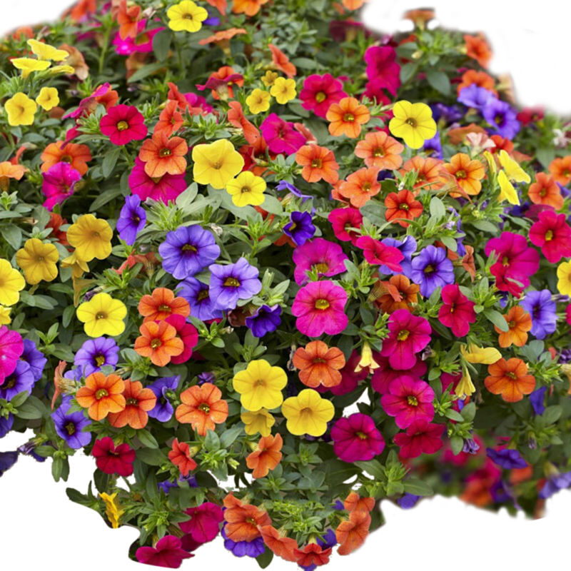 [Graines de Fleurs] + [Sans Marque] + [Graines de Pétunia Multicolores] + [Kit de 100 Graines pour Décoration de Jardin et d'Intérieur, Faciles à