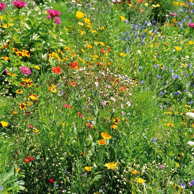 Graines de fleurs spécial terrains secs en mélange - Multicolore