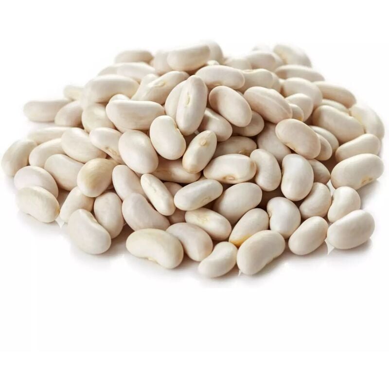 Graines de Haricot Coco blanc précoce - sac de 5 kgs