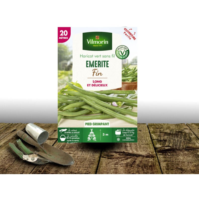 Graines de Haricot grimpant vert sans fil Émérite