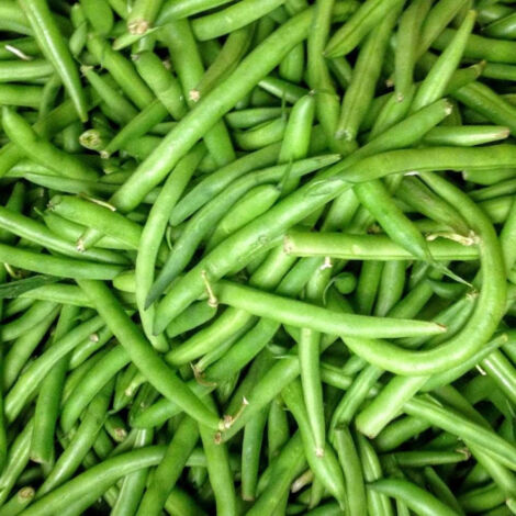 Graines de Haricot Nain mangetout Contender
