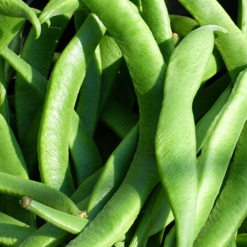 Graines de Haricot Nain mangetout Roma 2