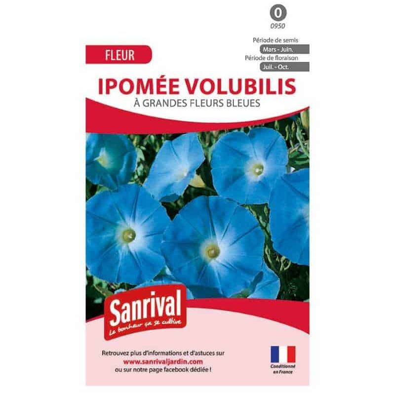 Sanrival - graines de Ipomée volubilis bleue