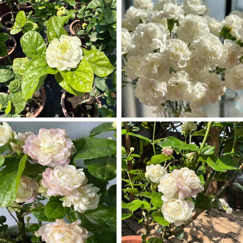 Graines de Jasmin 200, Plantes Vivaces, Non OGM, Jasminum, Jardin, Balcon et Décoration