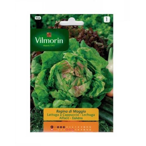 Graines de laitue Queen of May Vilmorin 7g