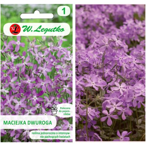 Graines de Maciejka rose-lavande, 5g